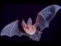 Bat