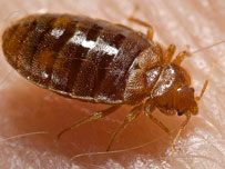 Bed bug