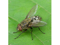 Cluster fly