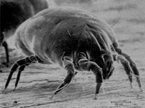 House dust mite