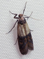 Indian meal moth