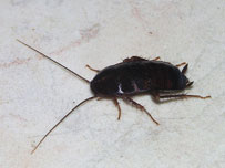 Oriental cockroach