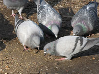 Pigeons