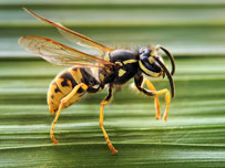 Wasp