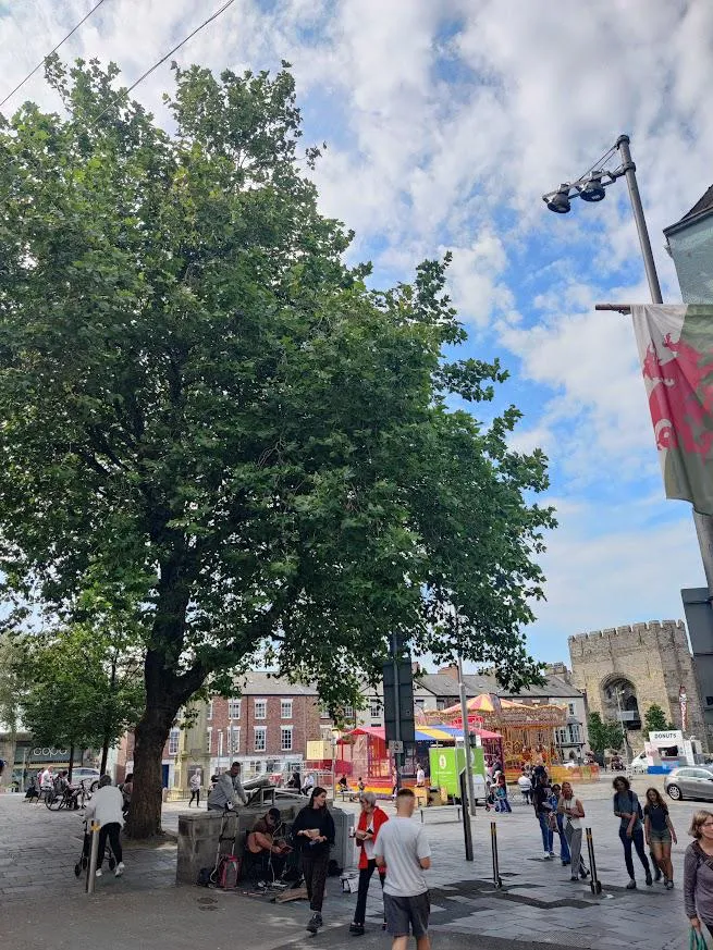 A tree growing on Castle Square at Caernarfon