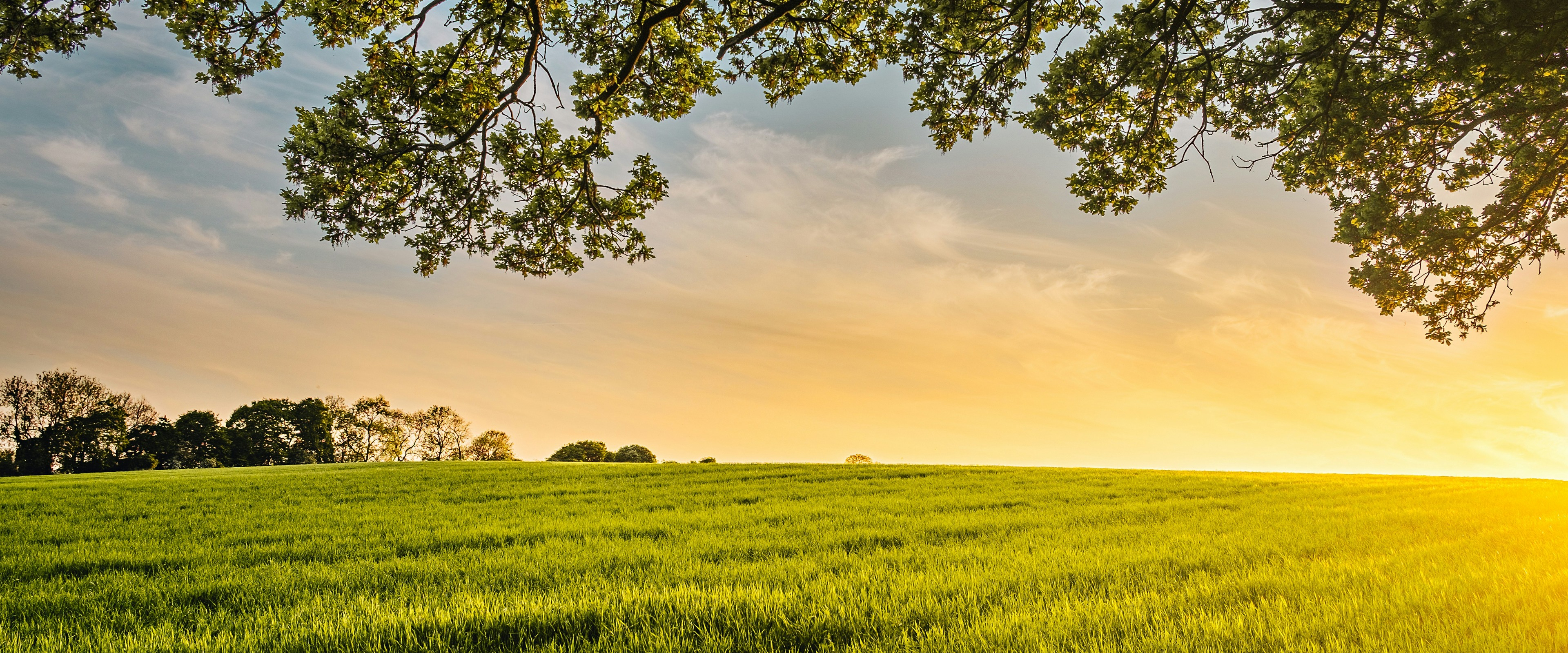Sunset over a field