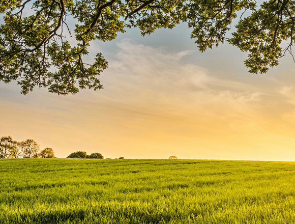 Sunset over a field