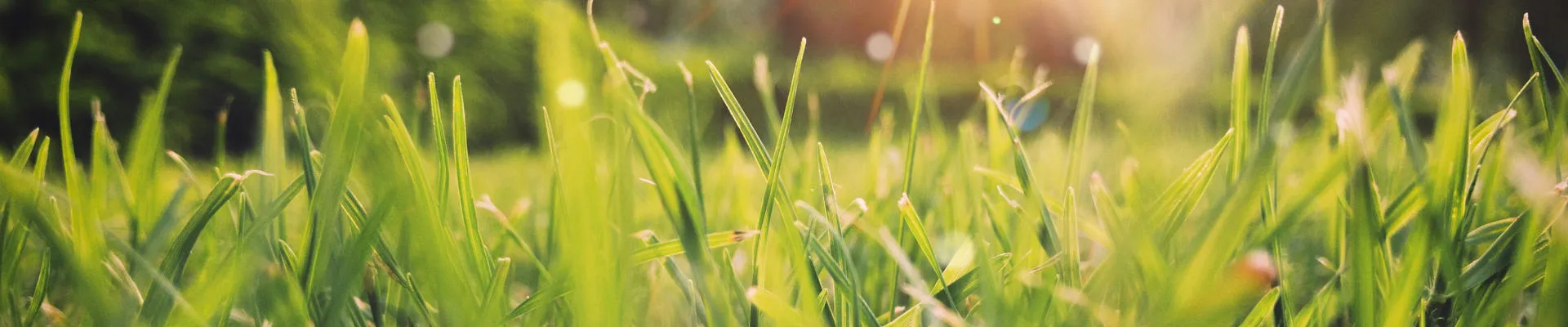 Grass
