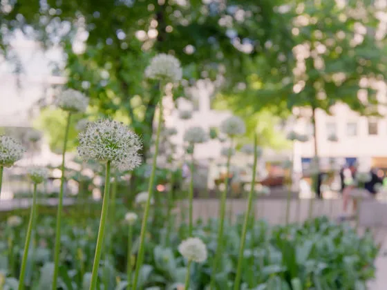 Plants