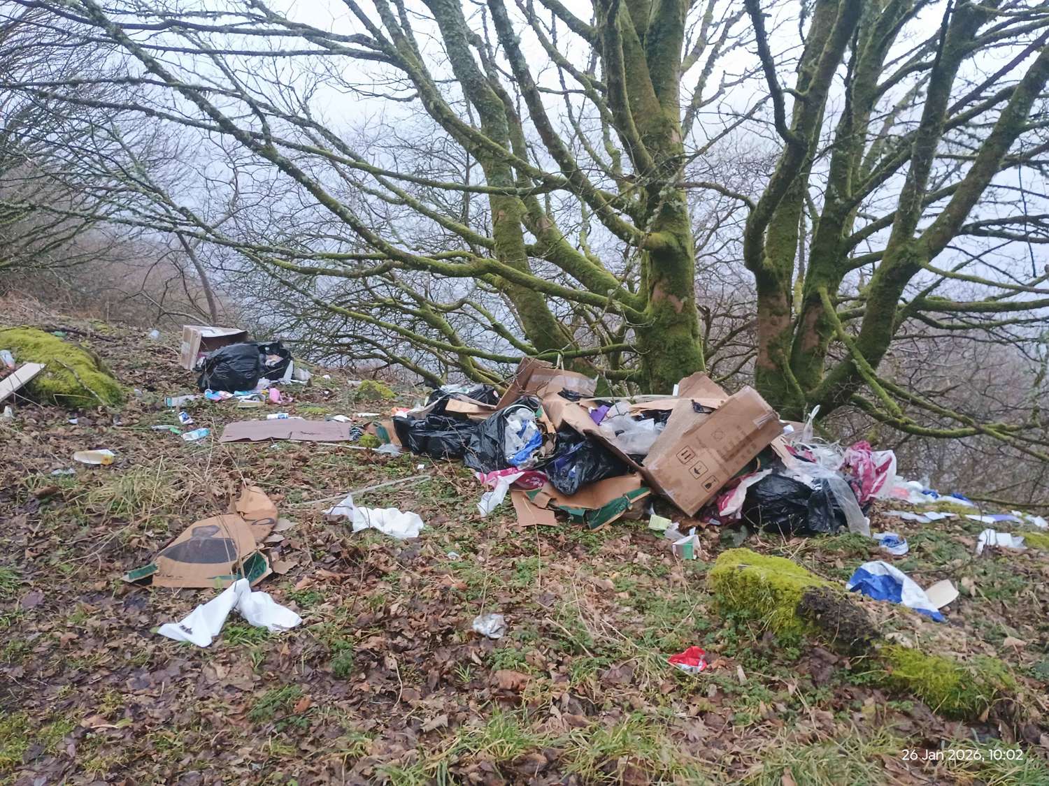 boxes and black bin bags around a tree