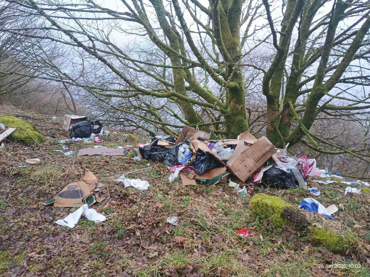 boxes and black bin bags around a tree